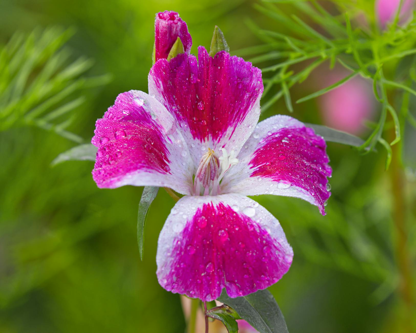 A low-maintenance wildflower that turns any sunny spot into a vibrant pollinator haven.