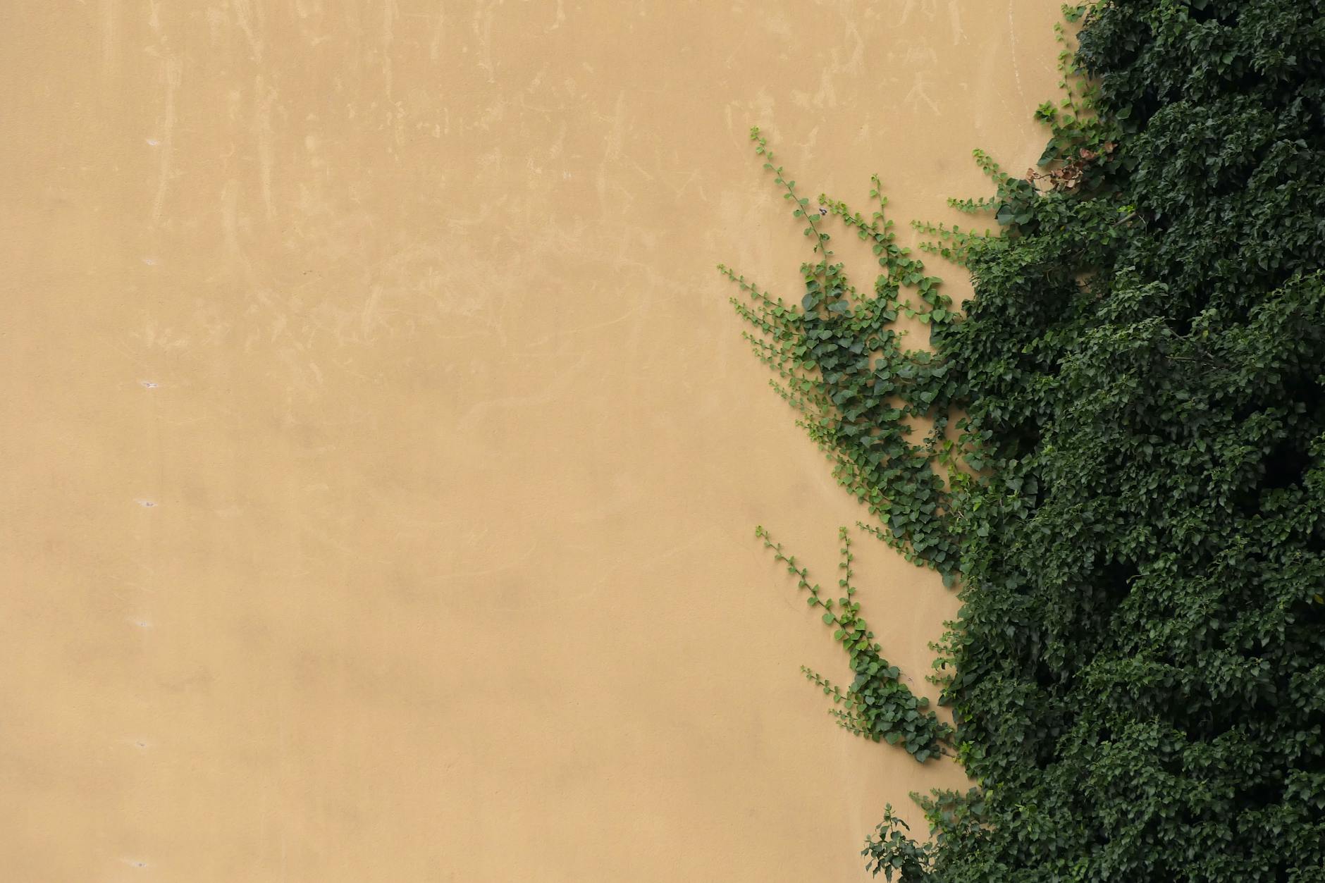 An evergreen climber that cloaks surfaces in greenery while thriving with little upkeep.