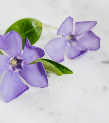 Discover a lush, low-maintenance lawn alternative for sun-drenched, drought-prone yards.