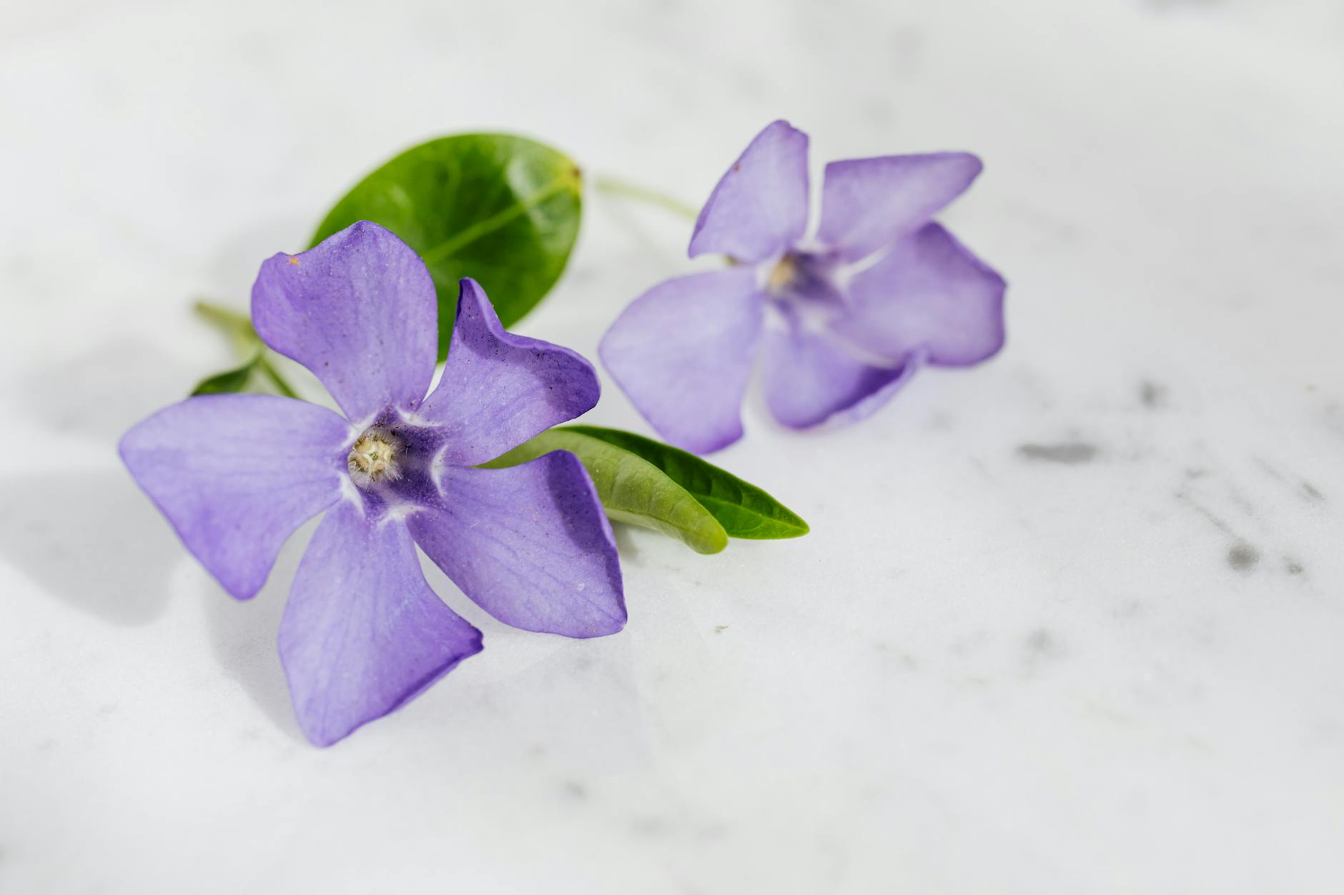 Discover a lush, low-maintenance lawn alternative for sun-drenched, drought-prone yards.