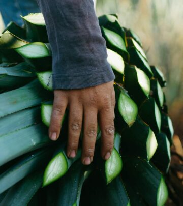 Gardening 101: False Agave – Beschorneria for Dramatic Year-Round Color