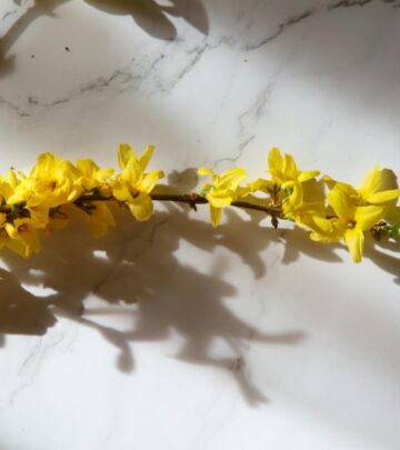 Gardening 101: Forsythia x intermedia Shrub Growing Guide