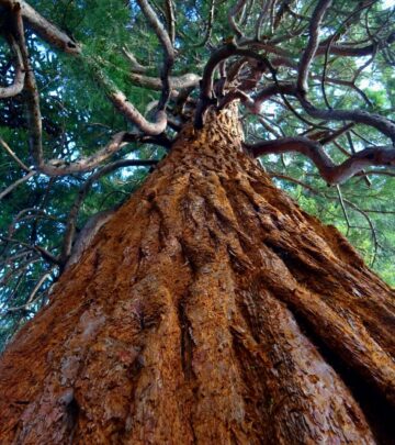Gardening 101: Giant Sequoia Trees (Sequoias) Plant Guide