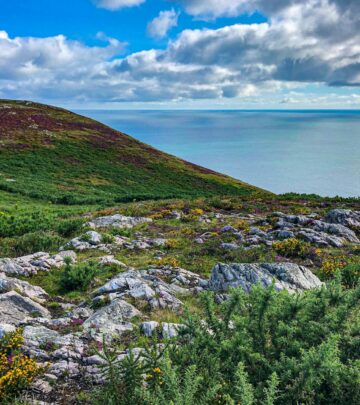 Gardening 101: Gorse – The Wild Thorny Wonder for Coastal Landscapes