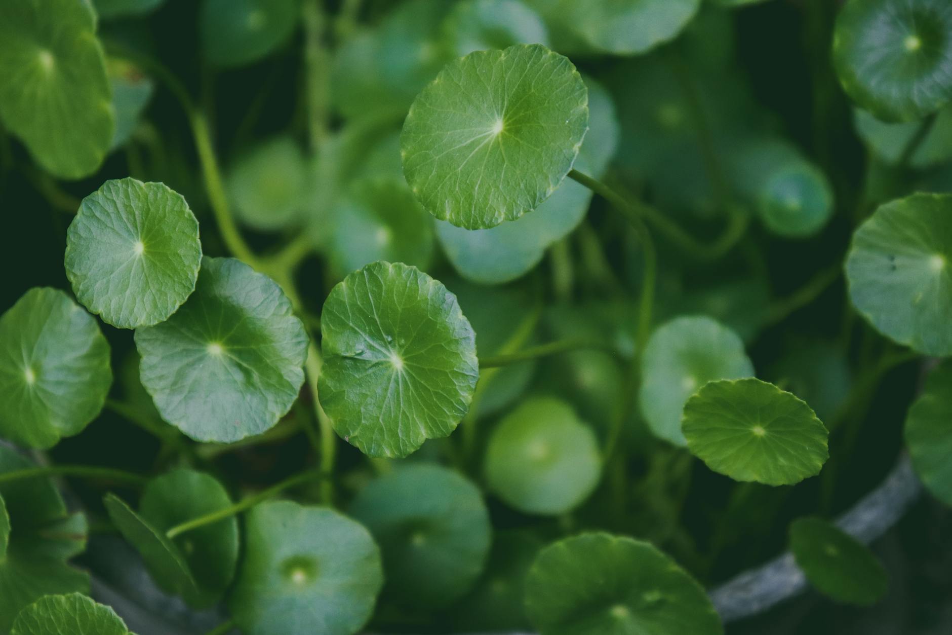 Transform shaded corners into lush groundcover that nourishes both garden and body.