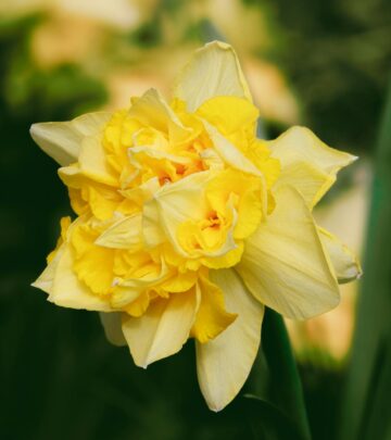 Right light and watering encourage lush leaves and star-shaped blooms indoors.
