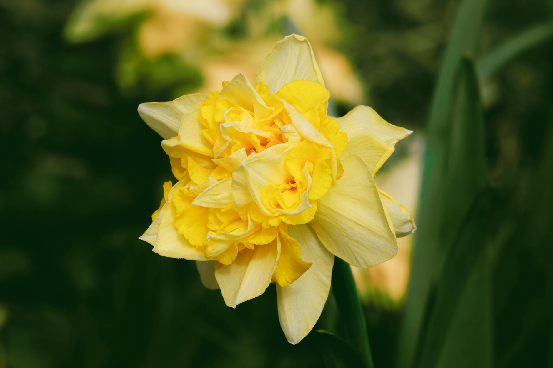 Right light and watering encourage lush leaves and star-shaped blooms indoors.