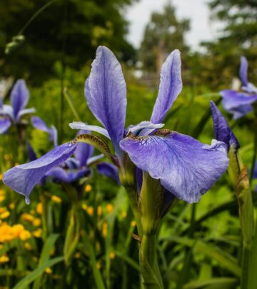 Gardening 101: The Captivating World of Irises