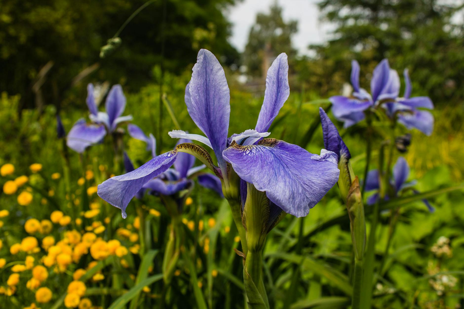 Vibrant iris varieties adapt to sun, shade, and water features for effortless landscape flair.