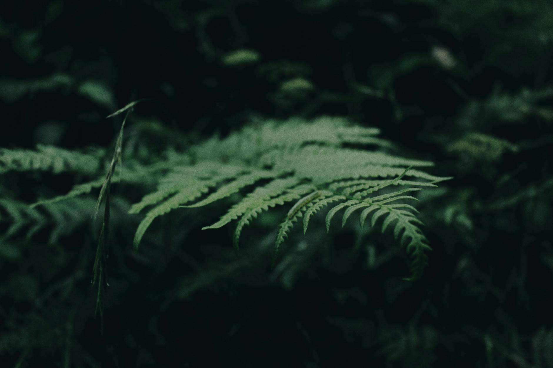 Self-generated offshoots bring tropical charm with arching foliage to humid spaces.