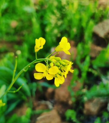 Gardening 101: Mustard Greens—A Grower’s Guide to Flavor and Nutrition