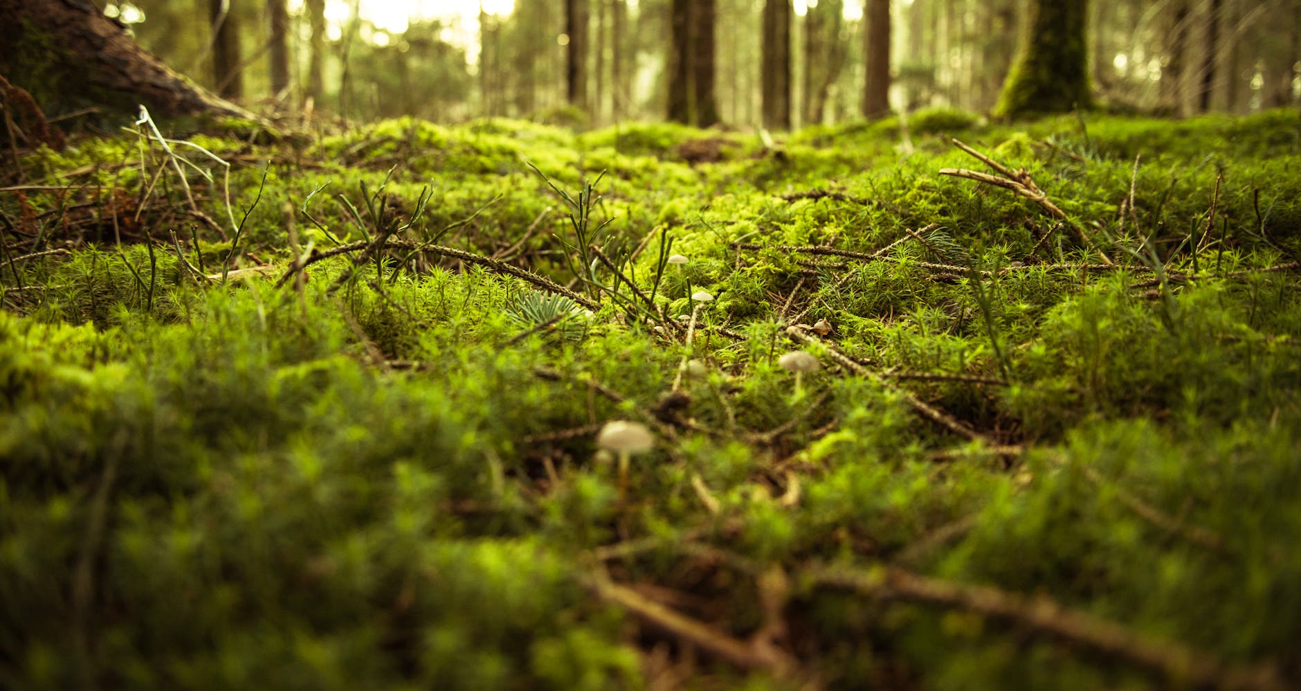 An evergreen carpet that enriches soil and invites pollinators under towering trees.