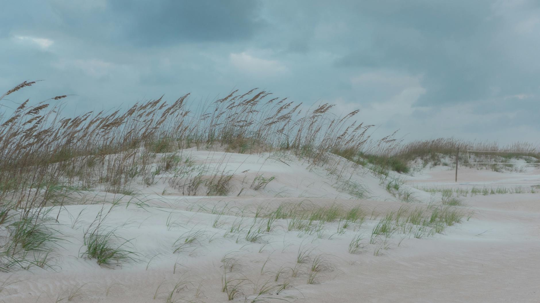 Enjoy an emerald-green lawn that thrives in heat, humidity, and salt-sprayed coastal areas.