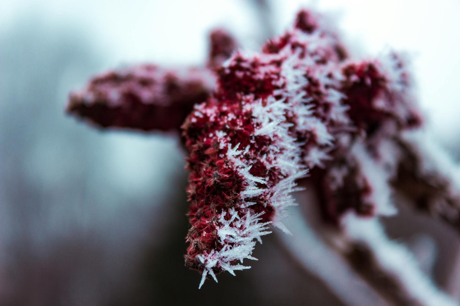 Discover how this resilient shrub transforms landscapes with fiery fall hues and edible zest.