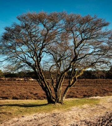 Gardening 101: Tree Heather — The Heather Giant for Modern Landscapes