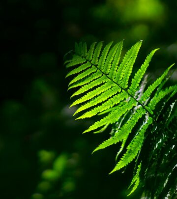 Gardening 101: Western Sword Fern (Polystichum munitum)