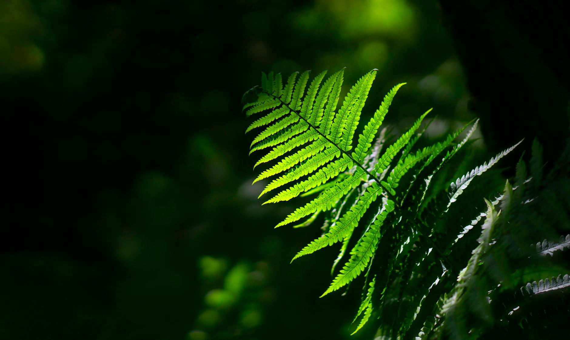 Lush evergreen foliage supports wildlife and stabilizes soil in shaded garden corners.
