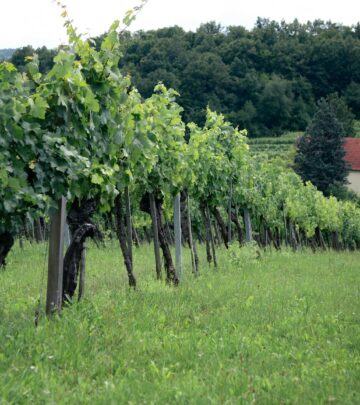 Gardening 101: Wild Grapevines – Growing, Training & Harvesting Tips