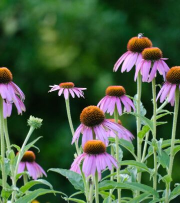 Gardenista: The Definitive Guide to Stylish Outdoor Spaces