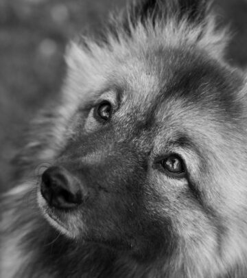 German Spitz: A Comprehensive Guide to the Spirited and Lively Breed