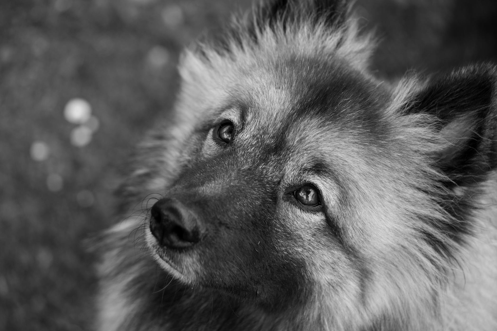 German Spitz: A Comprehensive Guide to the Spirited and Lively Breed Alert and intelligent, this fluffy breed brings endless energy and devoted companionship.