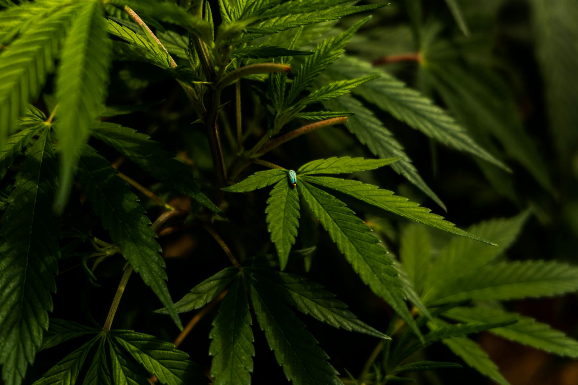 Goat Head Weed Control: Preventing and Eliminating Puncturevine Protect your garden’s turf and your gear from stubborn spiked seeds at every stage.