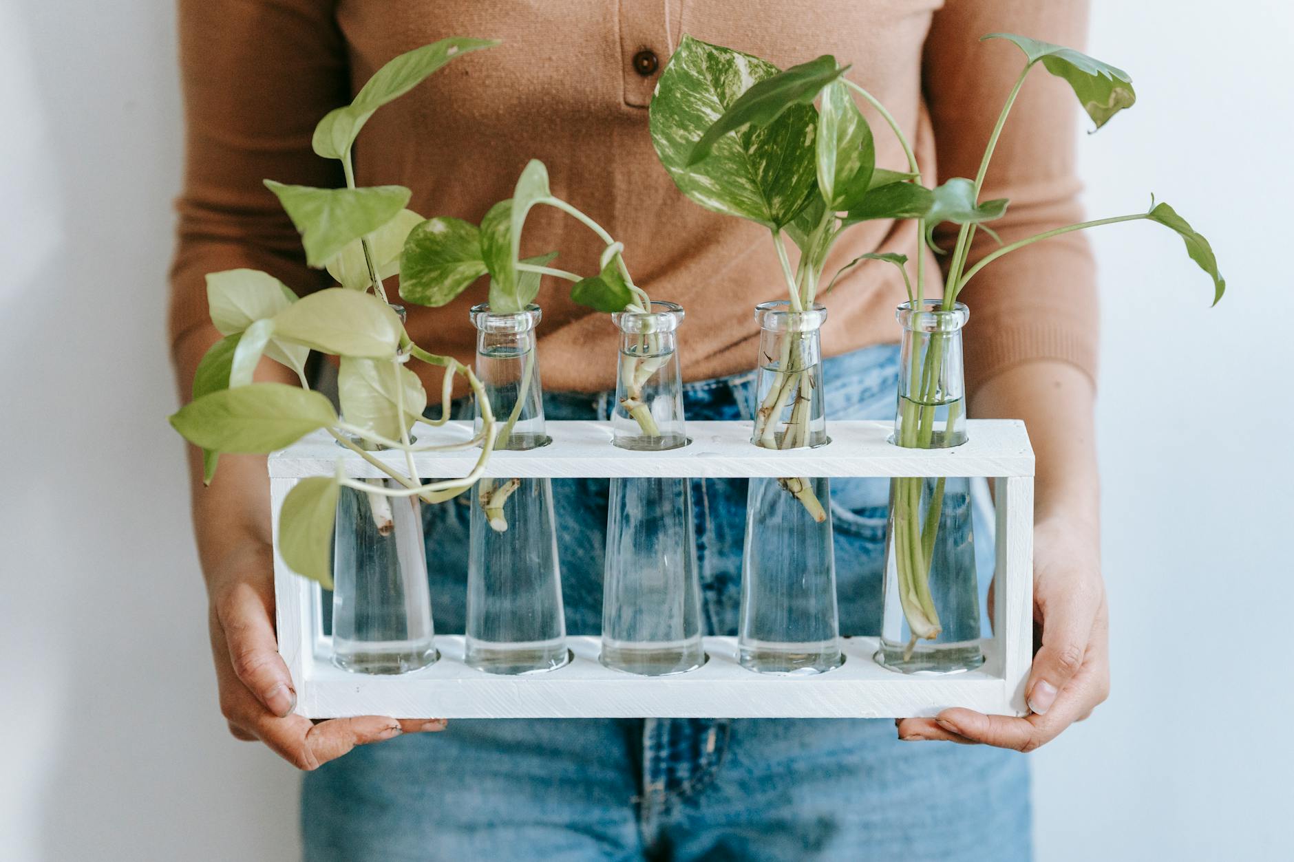 Growing Pothos Outdoors: The Complete Guide to Thriving Vines Master outdoor conditions to keep Devil’s Ivy thriving beyond your indoor pots.