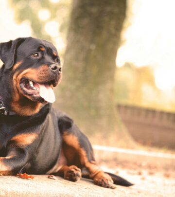 Guard Dog’s Backyard Mission: With an Unlikely Best Friend By His Side