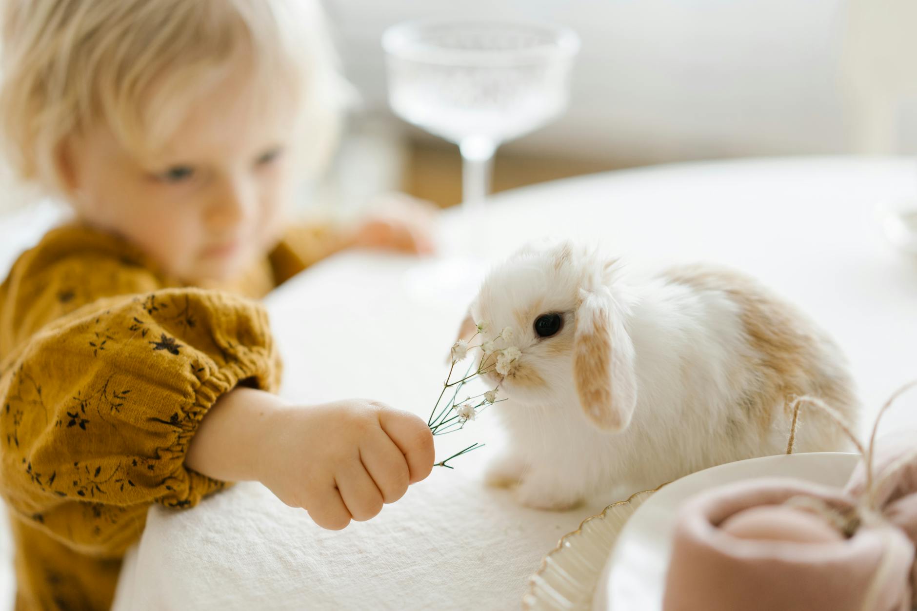 A fur-free bunny turns necessity into fashion with community-crafted knitwear.
