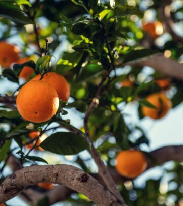 Hardy Orange: The Cold Climate Citrus Unveiled