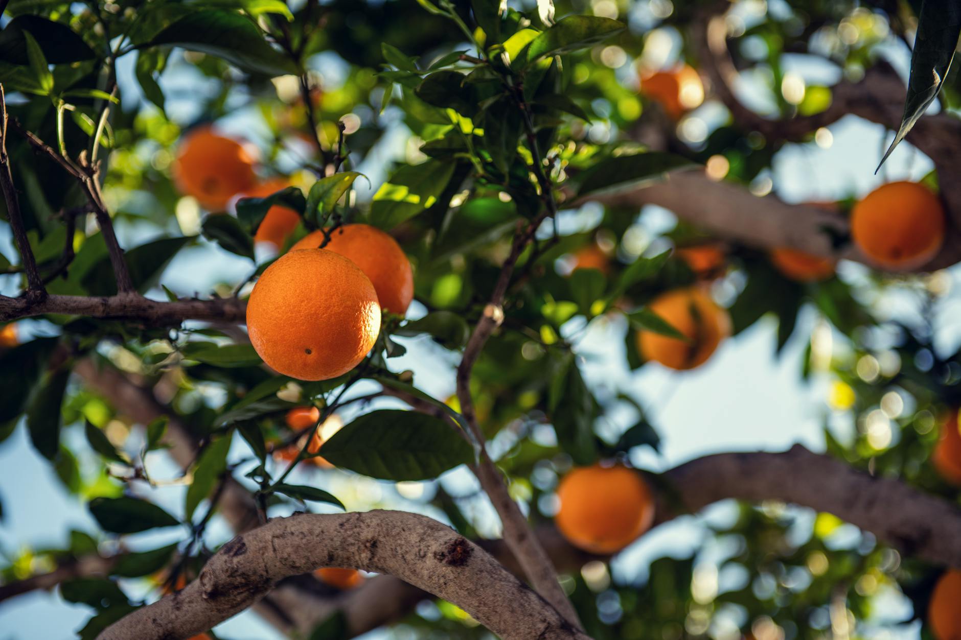 Hardy Orange: The Cold Climate Citrus Unveiled An evergreen shrub with fragrant blossoms and bold thorns that enliven wintry landscapes.