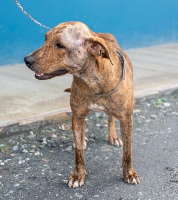 Everything You Need to Know About Hernias in Dogs