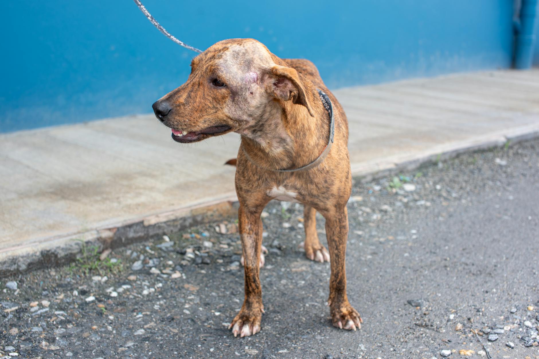 Early detection can prevent complications and make recovery smoother for your pet.