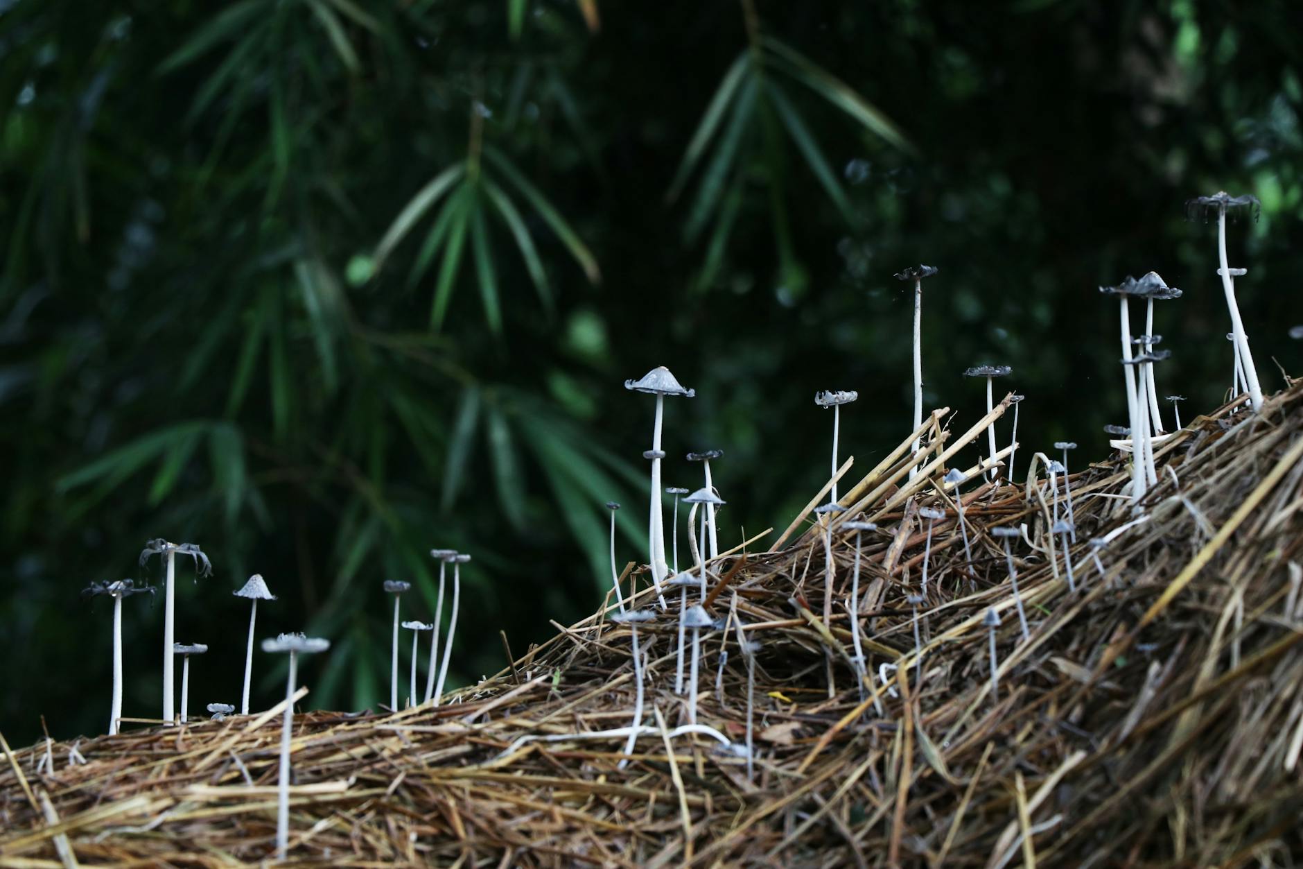 Discover how this delicacy hides lethal roots and what it takes to keep gardens safe.