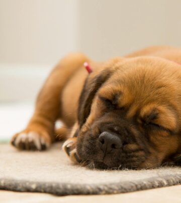 How Do Dogs Fall Asleep So Fast? The Science Behind Canine Slumber