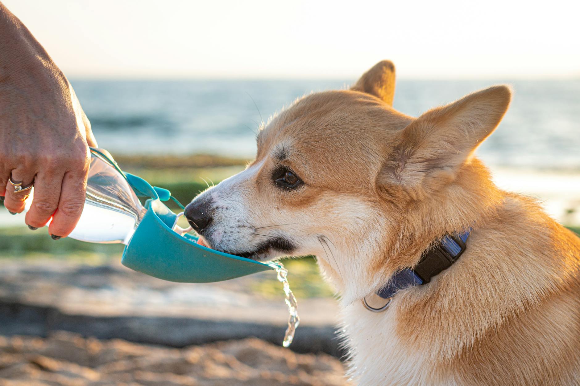 Smart hydration routines help growth, improve digestion, and lower dehydration risks.