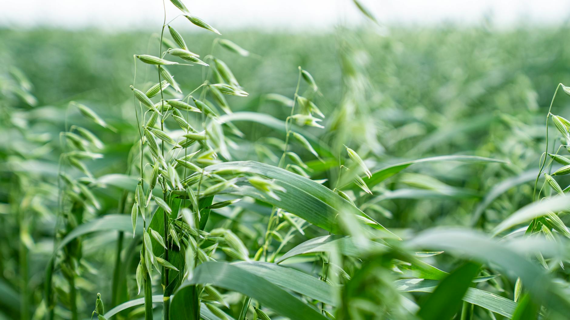 How to Grow Oats: Detailed Guide for Planting, Care, and Harvesting Cultivate flourishing grains that boost soil vitality and offer wholesome rewards.