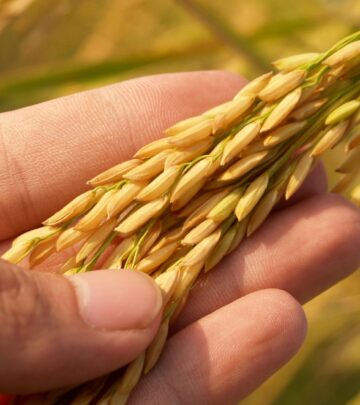 Backyard gardeners can harvest nutritious grains using easy container and paddy methods.