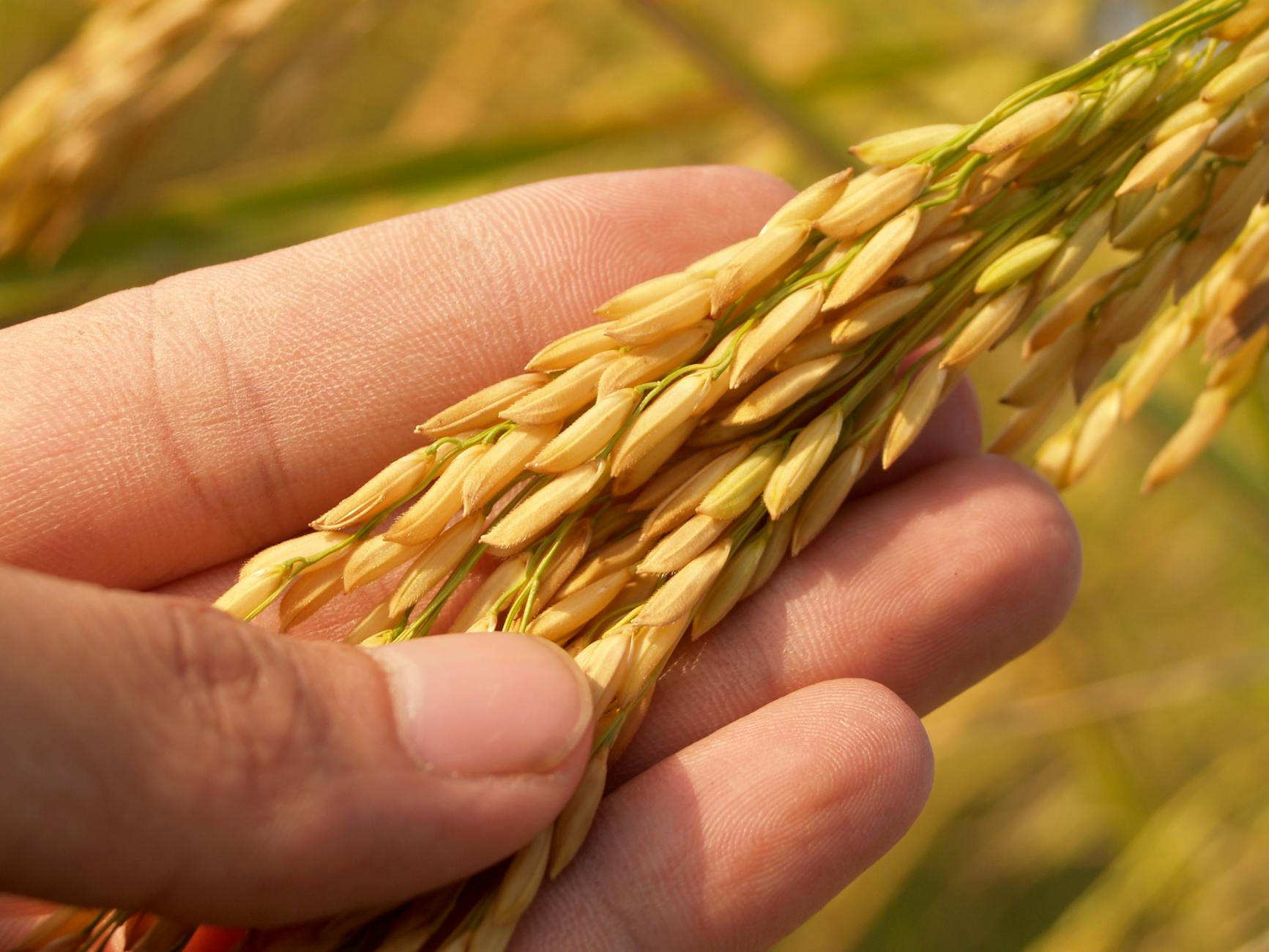 How to Grow Rice: A Home Gardener’s Guide Backyard gardeners can harvest nutritious grains using easy container and paddy methods.
