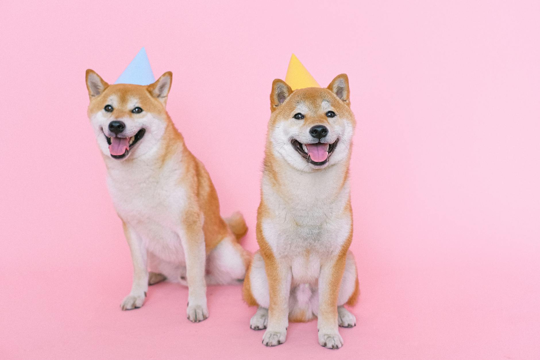 Peaceful coexistence relies on clear routines and rewarding calm behavior between pets.