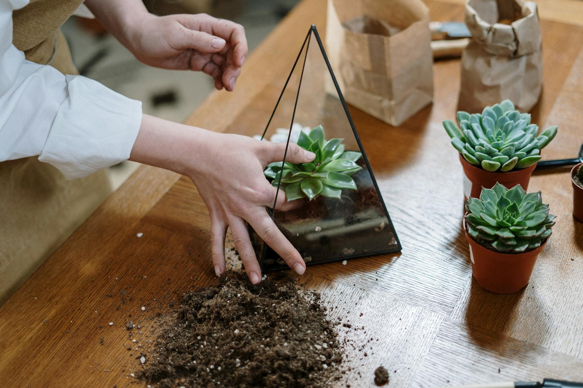 A tiny botanical world that thrives on minimal upkeep and adds natural charm to your decor.