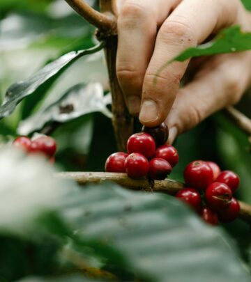 Enjoy cottony vanilla pods from your backyard while naturally improving soil health.