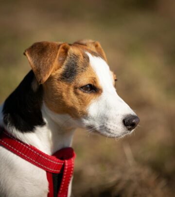 How to Put on a Dog Harness: Step-by-Step Guidance for Every Owner