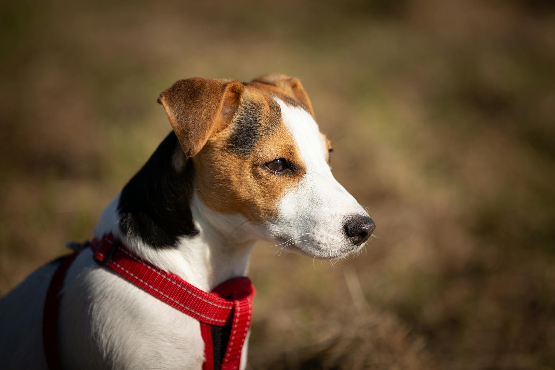 Every stroll becomes a calm, controlled outing when your pet’s gear sits comfortably without chafing.