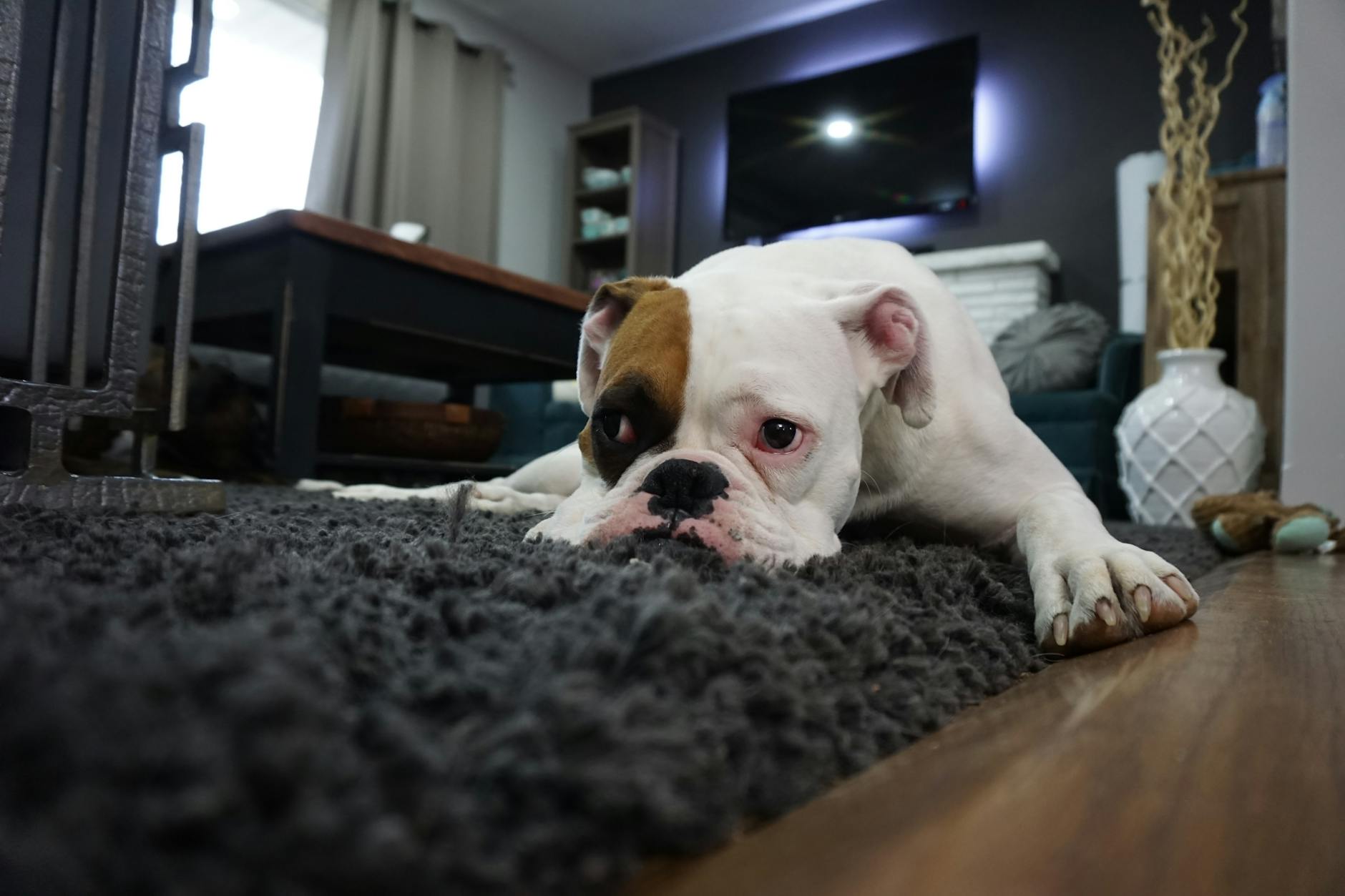How to Stop Dog Farts: Causes, Solutions, and Tips for a Happier Home Minor diet and feeding tweaks ease gas and create more pleasant indoor air.
