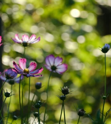 How to Successfully Transplant Plants: A DIY Guide