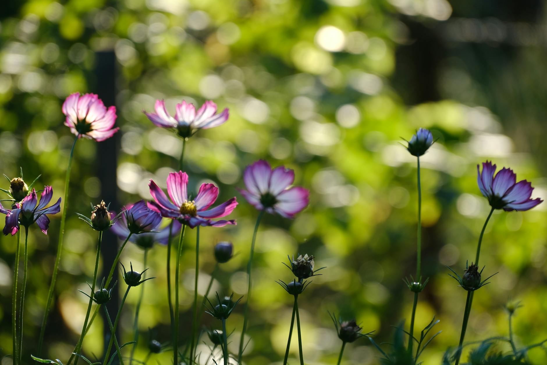 How to Successfully Transplant Plants: A DIY Guide Timing, hydration, and careful root care make all the difference for new arrivals.