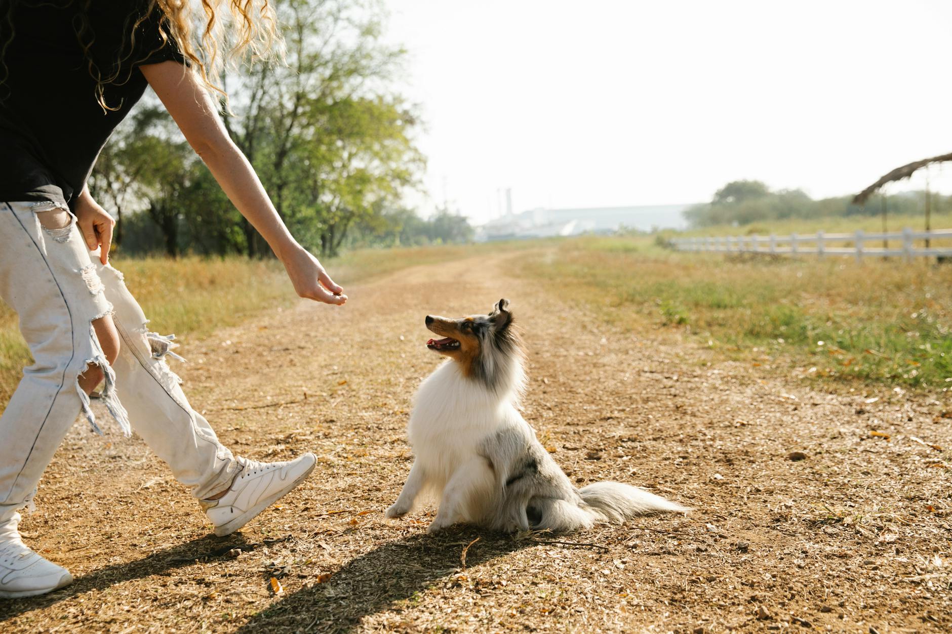 Channel your dog’s natural barking into controlled, purposeful communication sessions.