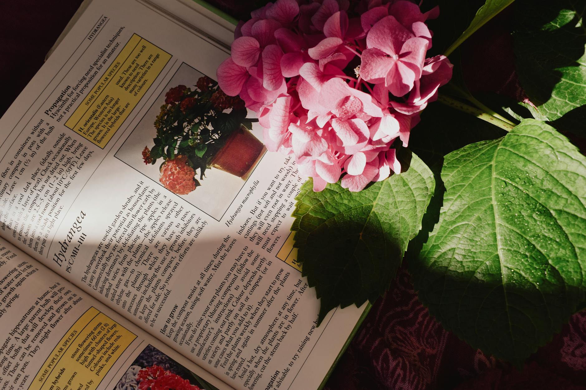 Why Does My Hydrangea Have Holes in the Leaves? Protect your shrubs from hidden harm and bring back vibrant, healthy foliage.