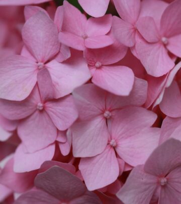 The right distance helps promote lush blooms and healthier, more vibrant garden displays.